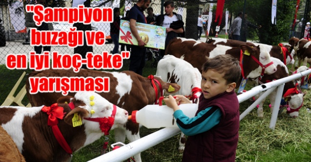 quot;Şampiyon buzağı ve en iyi koç-tekequot; yarışması
