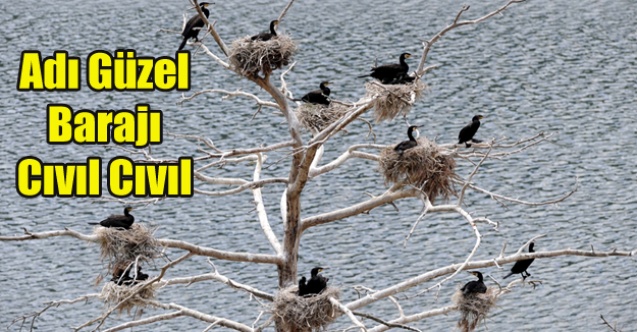 Adıgüzel Barajı Kuşlarla Cıvıl Cıvıl