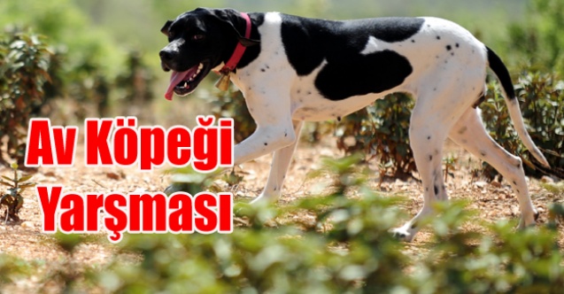 UŞAK#039;TA AV KÖPEKLERİ HÜNERLERİNİ GÖSTERDİ