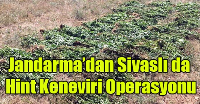 JANDARMA SİVASLI DA 312 KÖK HİNT ELE KENEVİRİ YAKALADI