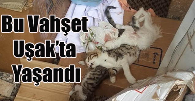 UŞAK#039;TA 17 KEDİ VAHŞİCE KATLEDİLDİ