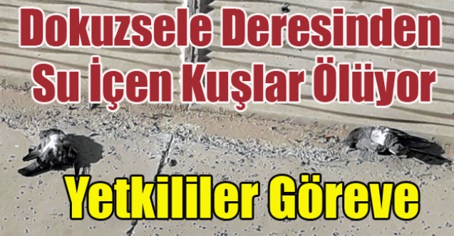 DOKUZSELE DERESİNDEN SU İÇEN KUŞLAR ÖLÜYOR, YETKİLİLER GÖREVE