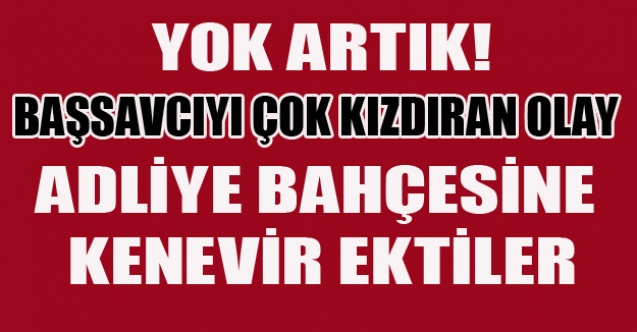 ADLİYE BAHÇESİNE KENEVİR EKTİLER