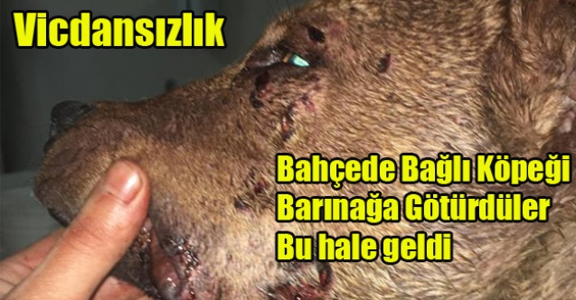 BAHÇEDE BAĞLI KÖPEĞİ BARINAĞA GÖTÜRDÜLER BU HALE GELDİ