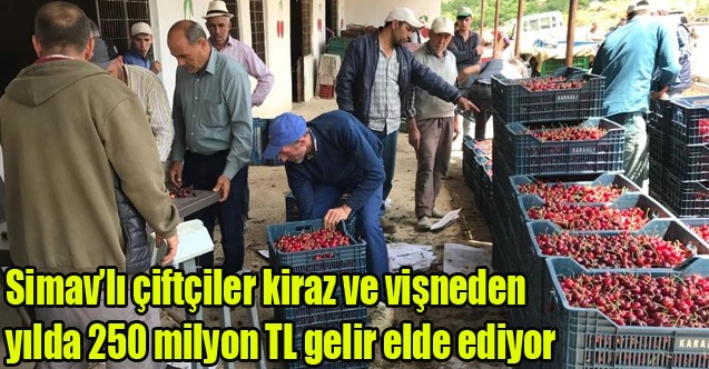 Simavlı çiftçiler kiraz ve vişneden yılda 250 milyon TL gelir elde ediyor
