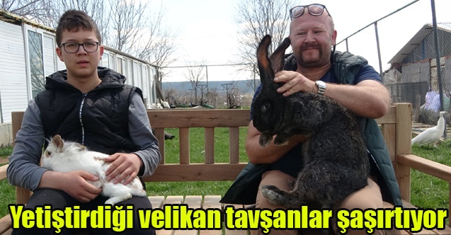 Yetiştirdiği dev velikan tavşanlarla herkesi şaşırtıyor