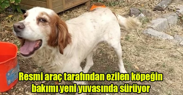 Resmi araç tarafından ezilen köpeğin bakımı yeni yuvasında sürüyor