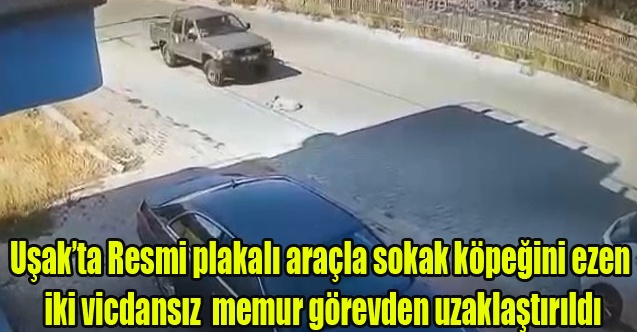 Uşak#039;ta Resmi plakalı araçla sokak köpeğini ezen iki memur görevden uzaklaştırıldı