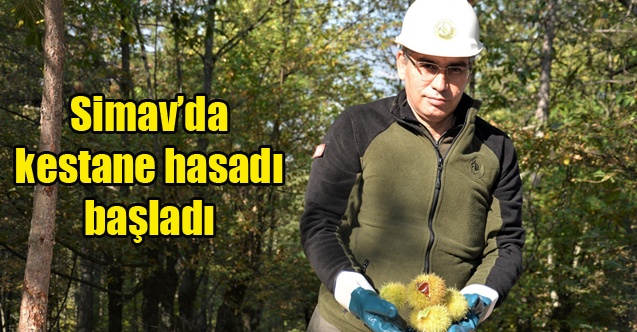 Simavda kestane hasadı başladı