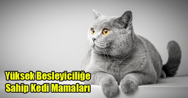 Yüksek Besleyiciliğe Sahip Kedi Mamaları
