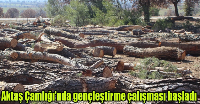 Aktaş Çamlığında gençleştirme çalışması başladı