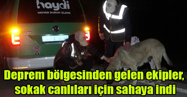 Deprem bölgesinden gelen ekipler,sokak canlıları için sahaya indi