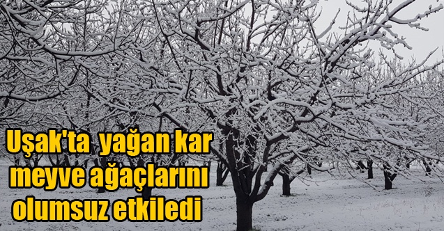 Uşak#039;ta  yağan kar meyve ağaçlarını olumsuz etkiledi  