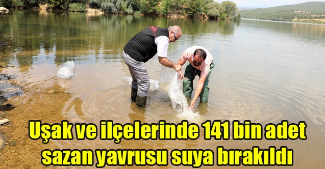 Uşak ve ilçelerinde 141 bin adet sazan yavrusu suya bırakıldı