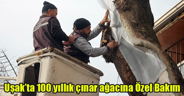 Uşakta 100 yıllık çınar ağacı bakımdan geçti