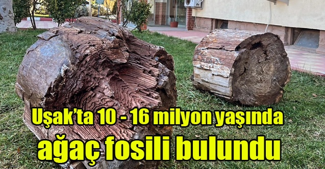 Uşak#039;ta 10 - 16 milyon yaşında ağaç fosili bulundu