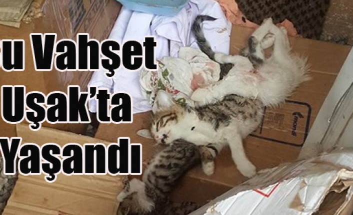 usak ta 17 kedi vahsice katledildi haberi